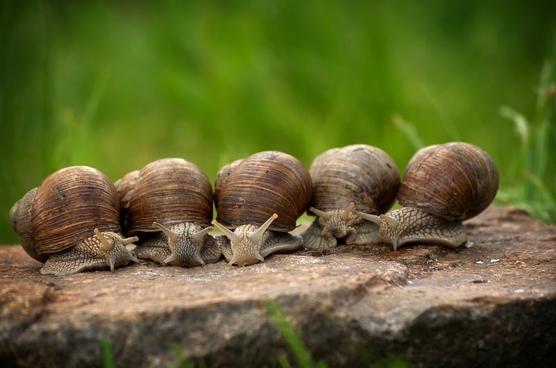Slow Movement Meditation